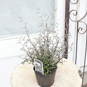 常緑苗木 コロキア コトネアスター 3号