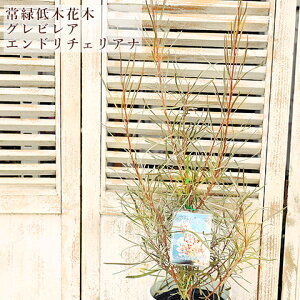 i̔ Εc OrA Gh`FAi 5(18cm) H100cm