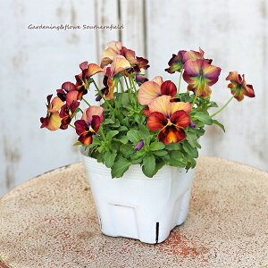 ԕc rI Ȃ݂ 񂵂 3.5