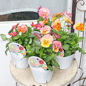 ԕc pW[ L[eB[AvRbg 3.5