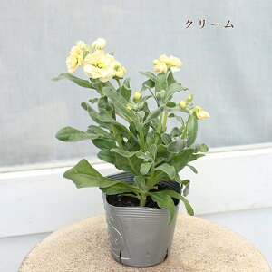 ԕc d炫 XgbN xCr[ sN zCg u[ p[v AvRbg C{[ 3.5