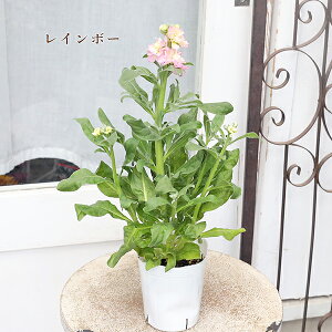 ԕc d炫 XgbN xCr[ sN zCg u[ p[v AvRbg C{[ 3.5