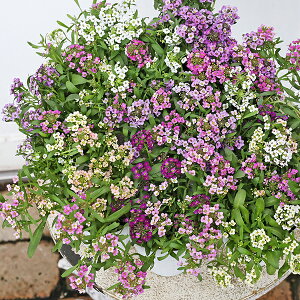 ԕc XC[gAbT ~bNXA 2.5