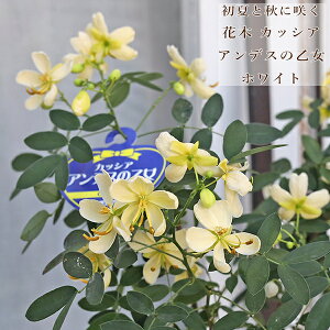 常緑花木 カッシア アンデスの乙女 白花 ハナセンナ 6号 H65cm