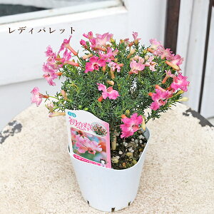 ԕc  ncRC\E VmeBA fBpbg [RbhCpX ~`RCY[ Cmb`CG[ u[ 3