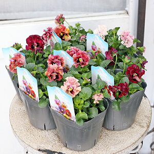 ԕc d炫t pW[ V̉H 3.5