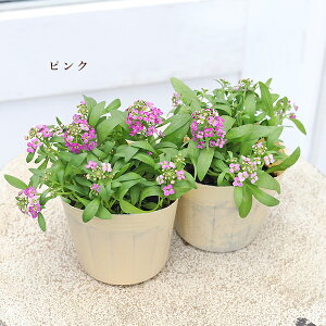 ԕc XC[gAbT s[` sN x_[  3