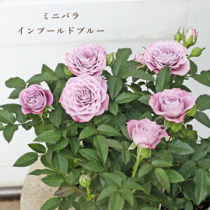 ԕc ~jo Cv[hu[ R_\i 3