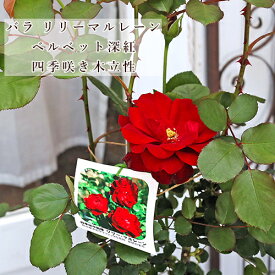 現品販売 鉢花 バラ リリーマルレーン 5号