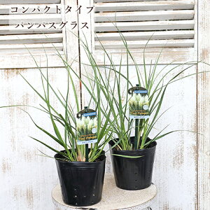 ԕc ppXOX ^Cj[pp ~j 5