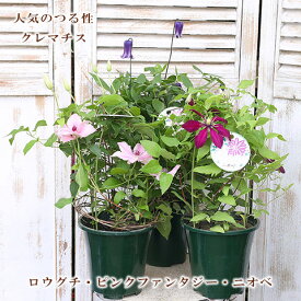 鉢花 クレマチス 5号ポット ロウグチ ピンクファンタジー ニオベ 高さ40cm