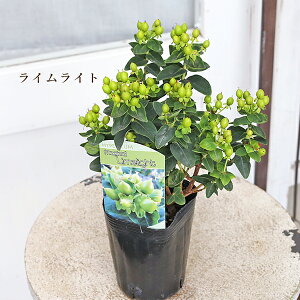 lSALE Ԗؕc qyJ }WJ r[eB[ TVC jo[X CCg 3