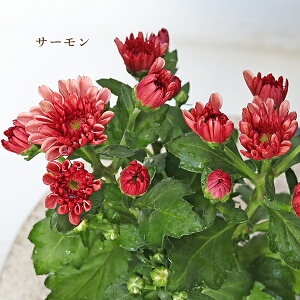 ԕc t[} }EgI[rXN T[ AvRbg sN p[v 3.5 |bg}