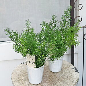 lZ[ ԕc AXpKX XvQ[ 2.5