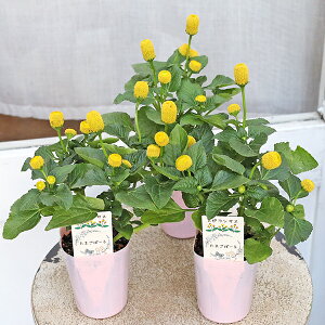 花苗 スピランサス たまごボール 2.5号