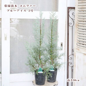 Εc Rjt@[ u[ACX 5 90cm