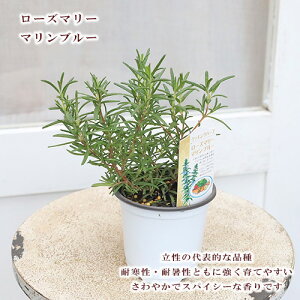 ハーブ苗 選べるハーブ 3.5号ポット Ver3