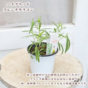 n[uc Iׂn[u 3.5|bg Ver3