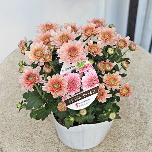 ԕc NTZ} A[h T[ AvRbg sN  zCg 3.5 K[f}