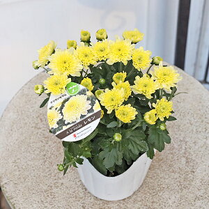 ԕc NTZ} A[h T[ AvRbg sN  zCg 3.5 K[f}