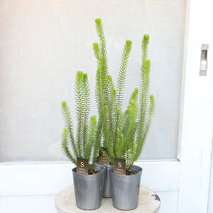 ��Εc�� �G���J �Z�V���t���[�� �~�炫�G���J 3��