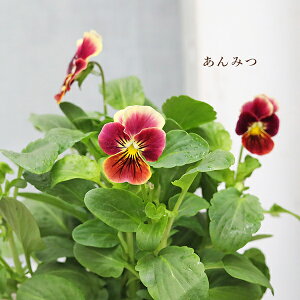 ԕc rI V[Y 3.5 p[v C CG[ zCg