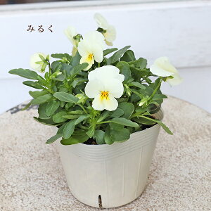 ԕc rI V[Y 3.5 p[v C CG[ zCg IW