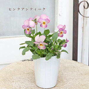 ԕc rI AeB[NpXe sNAeB[N CG[r[R Ԃǂ 2.5