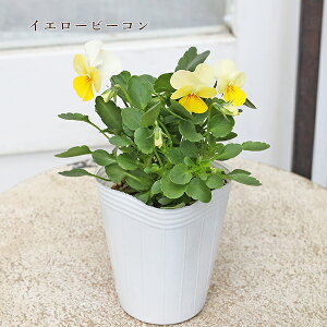 ԕc rI AeB[NpXe sNAeB[N CG[r[R Ԃǂ 2.5