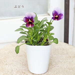 ԕc rI AeB[NpXe sNAeB[N CG[r[R Ԃǂ 2.5