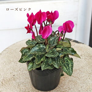 ԕc K[fVN ~jVN zCg sN [Y oCJ[ 3