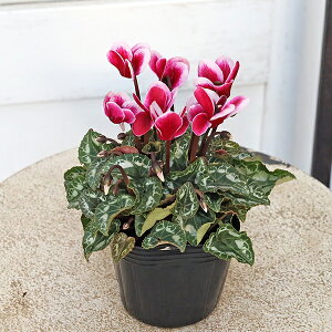 ԕc K[fVN ~jVN zCg sN [Y oCJ[ 3