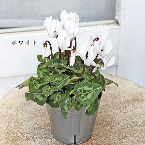 ԕc K[fVN ~jVN zCg sN bh [Y oCJ[ 3