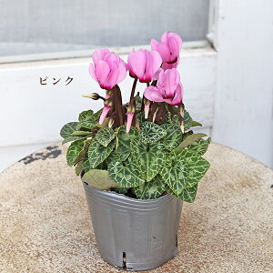 ԕc K[fVN ~jVN zCg sN bh [Y oCJ[ 3