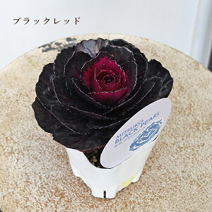 ԕc tO n{^ q ubNp[ C 3