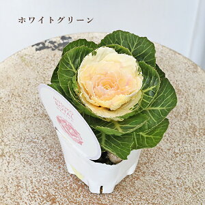 ԕc tO n{^ q ubNp[ C 3