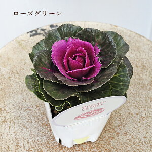 ԕc tO n{^ q ubNp[ C 3