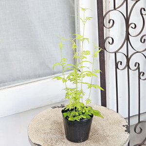 ԕc nS WX~  tBIiTCY 3