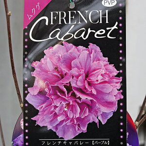 lZ[ Ԗ d炫 NQ t`Lo[ p[v bh pXe 5