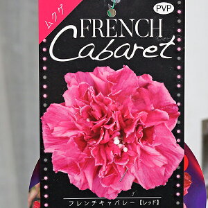 lZ[ Ԗ d炫 NQ t`Lo[ p[v bh pXe 5 100cm