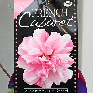 lZ[ Ԗ d炫 NQ t`Lo[ p[v bh pXe 5