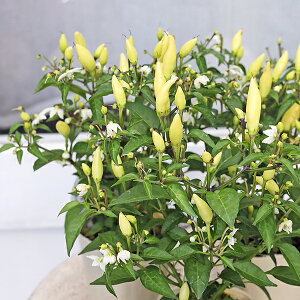 草花苗 観賞用トウガラシ セドナサン 2.5号
