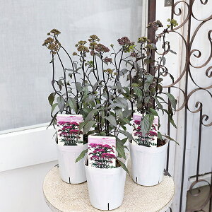 花苗 ユウギリソウ 夕霧草 ブラックナイト 3号 ダークカラー おしゃれ 寄せ植え 秋まで咲く