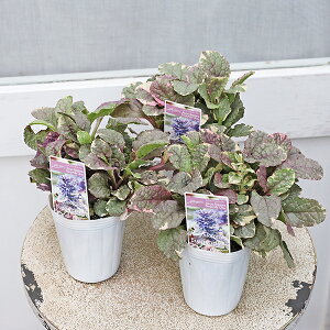 花苗 アジュガ バーガンディグロー 2.5号