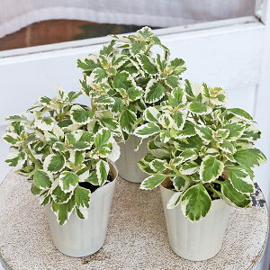 n[uc  A}eBJX L[oIKm 3|bg