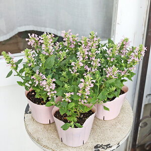 ԕc AKX^[VF AKX^` sNp[ 3.5