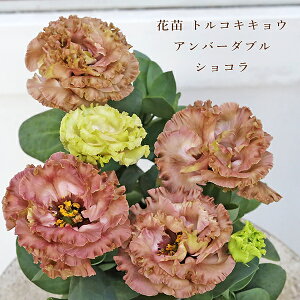 lZ[ ԕc d炫 gRLLE Ao[_uVR 2.5