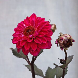 ԕc t_A JNeA~[S GfBAu J[}C 3