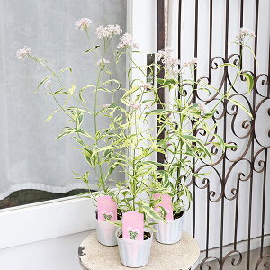 ԕc [pgE oGK[^  tWoJ} sN 3