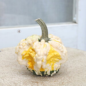 nEBp  ڂ { pvL J{`  u